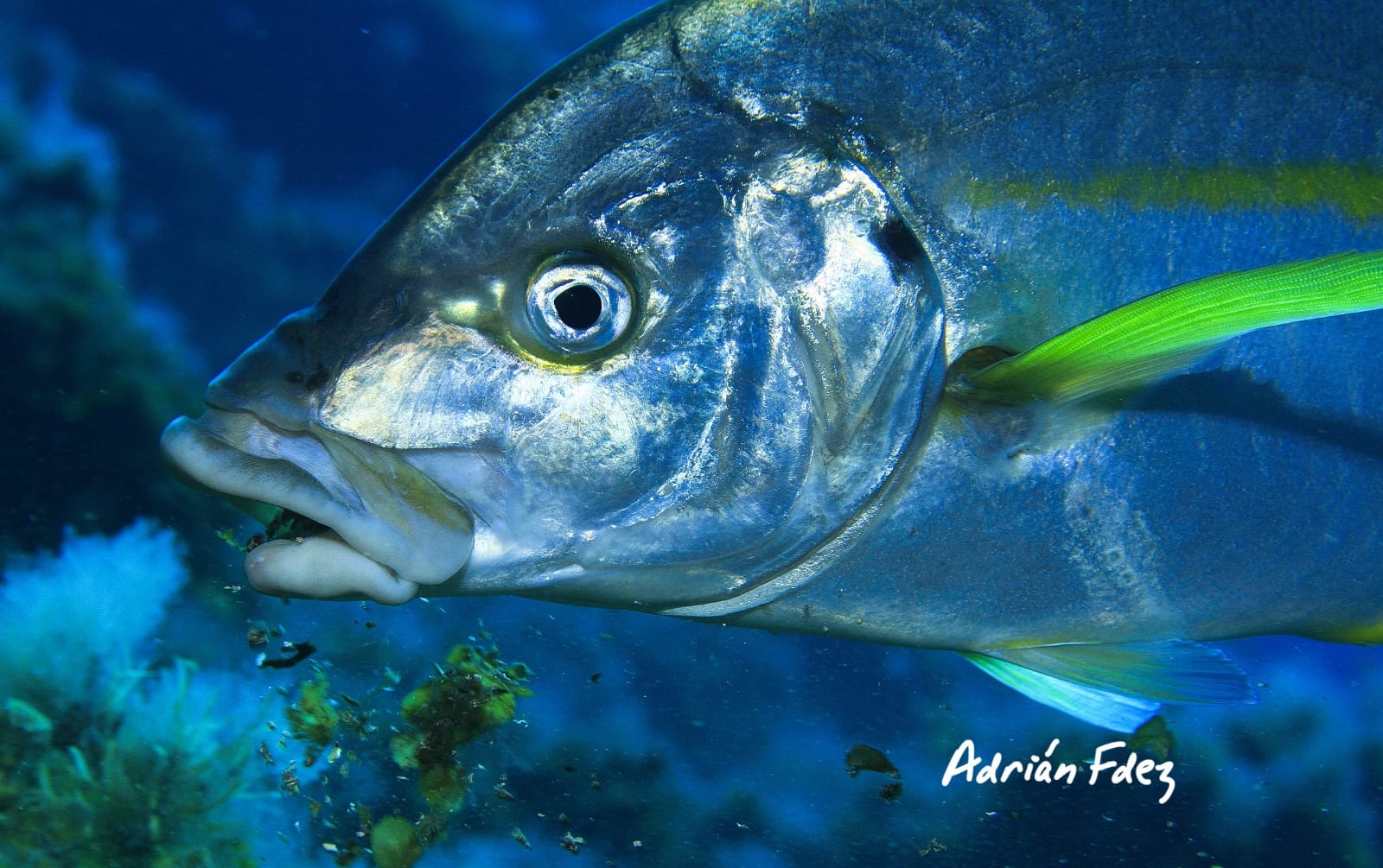 Baja Bocarones photo 7