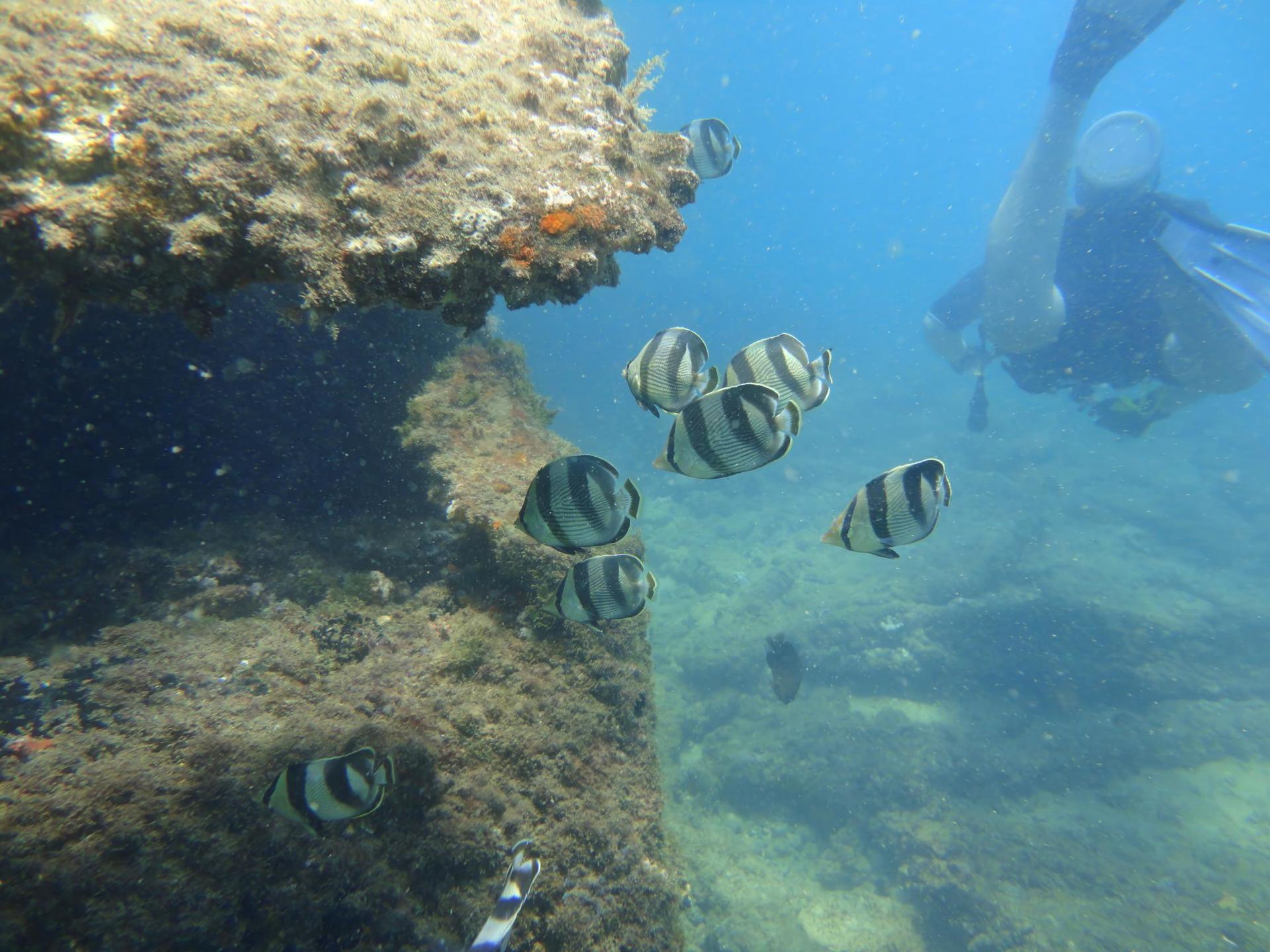 Maraldi Shipwreck photo 4