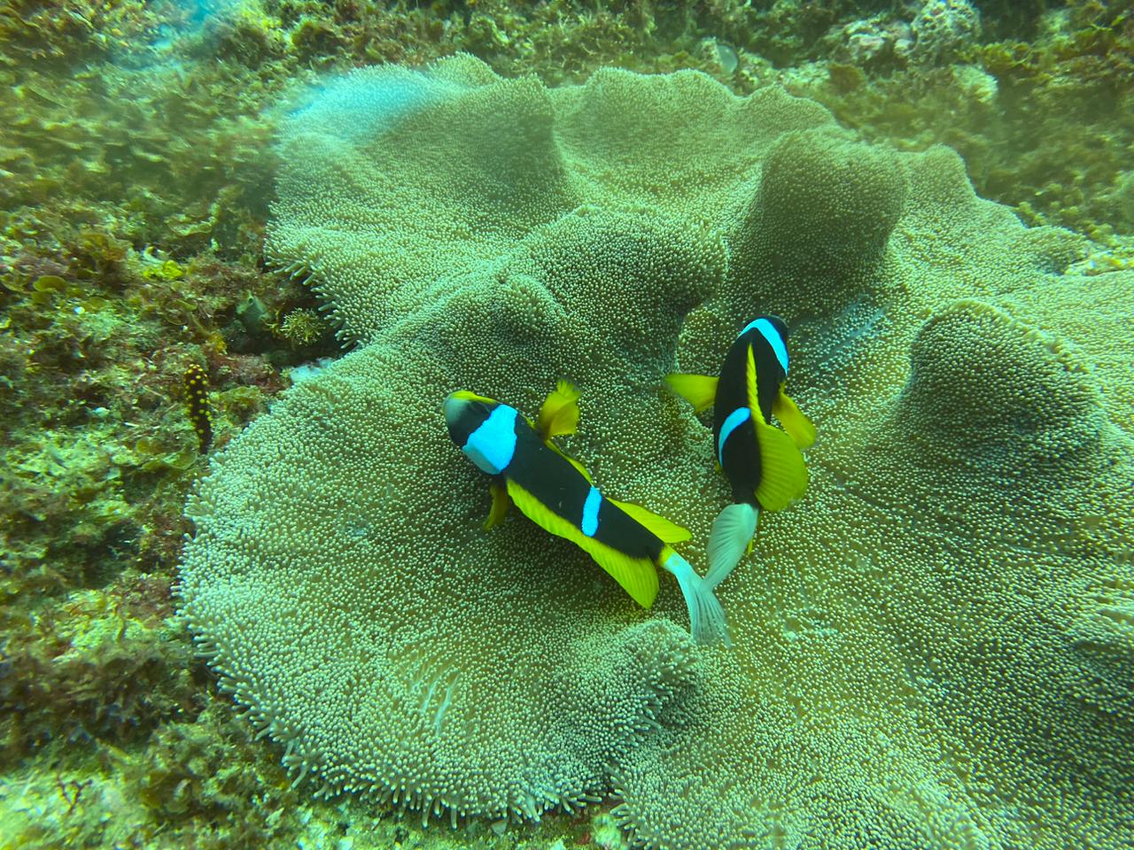 Aliwal Shoal photo 8