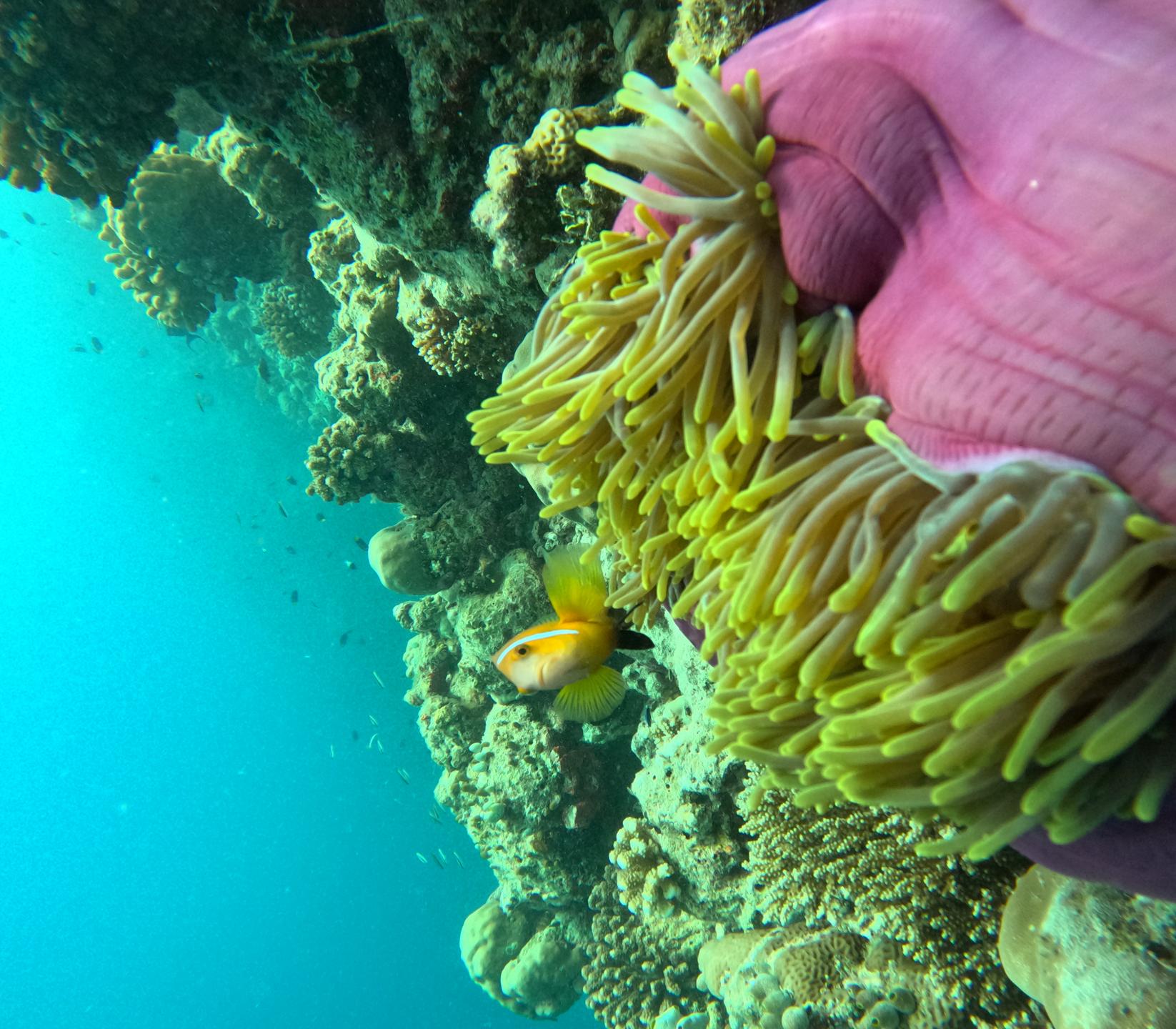 Fiha House Reef North