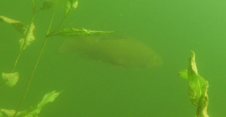 Upcoming divespot Amersfoort