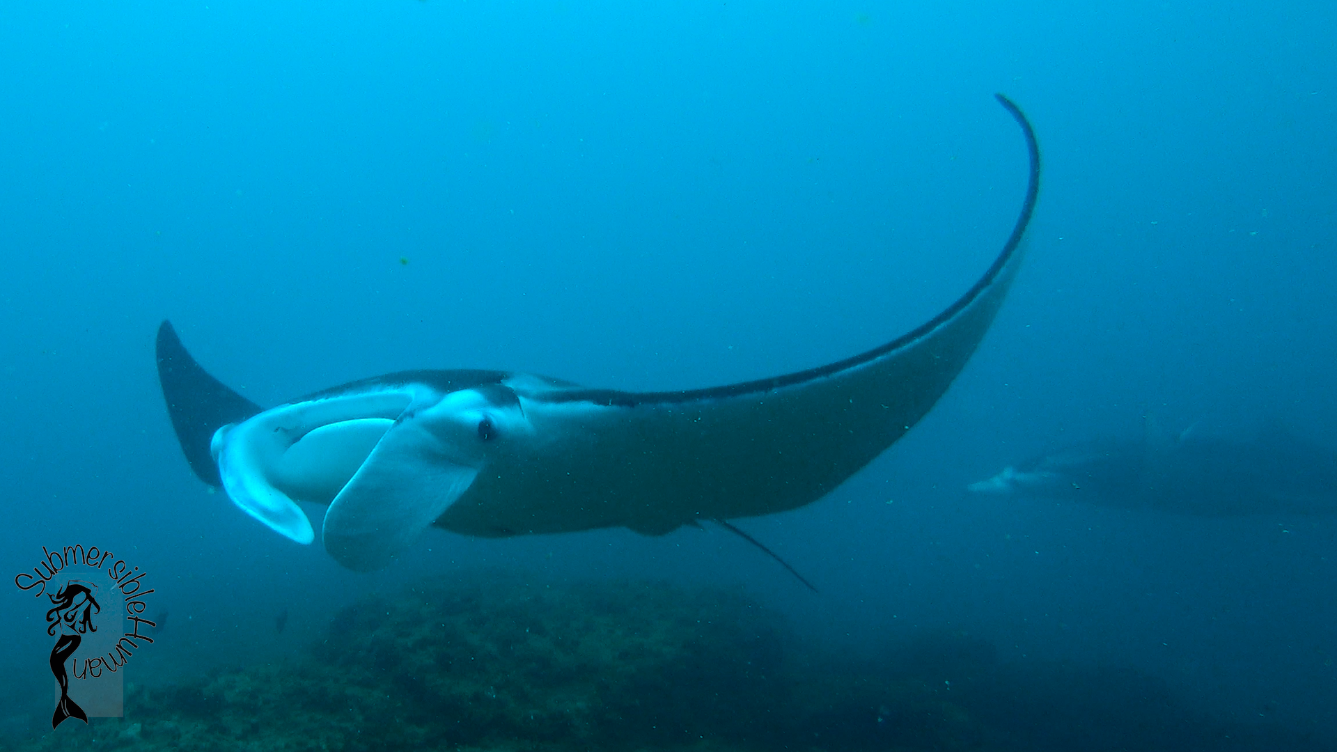 Eastern Reach - Manta Bommie photo 8
