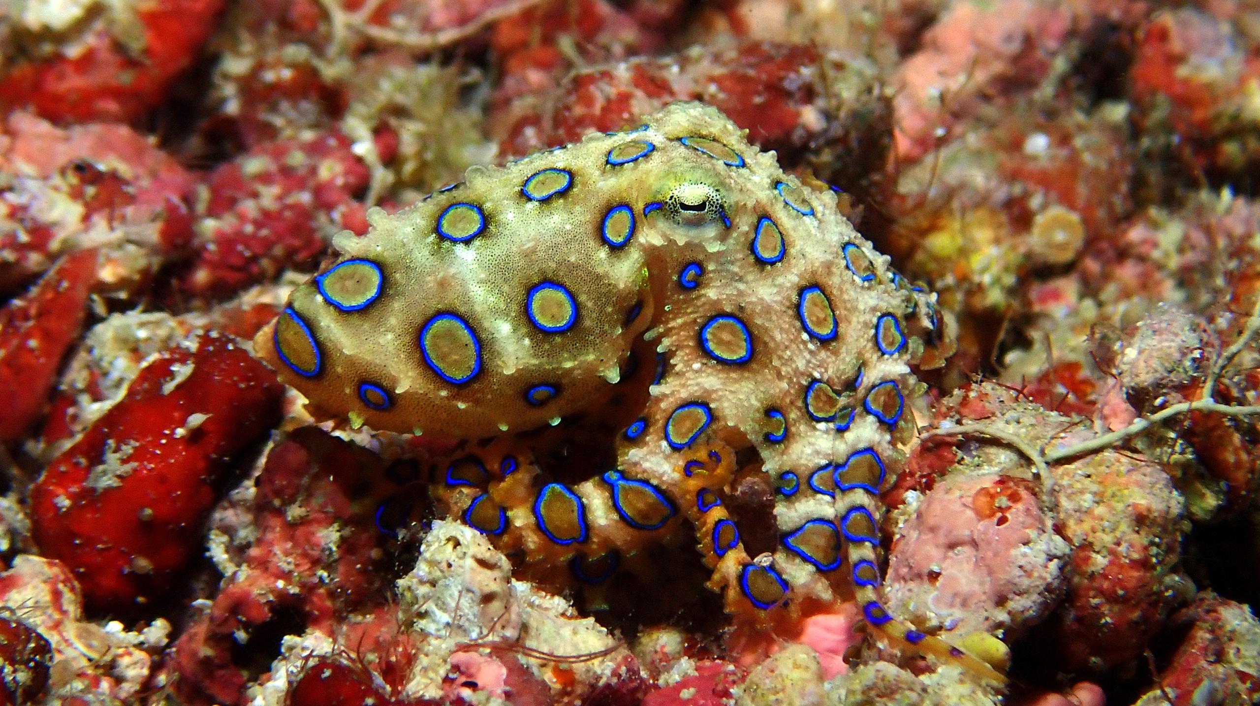 Sea Explorers Siquijor House Reef photo 4