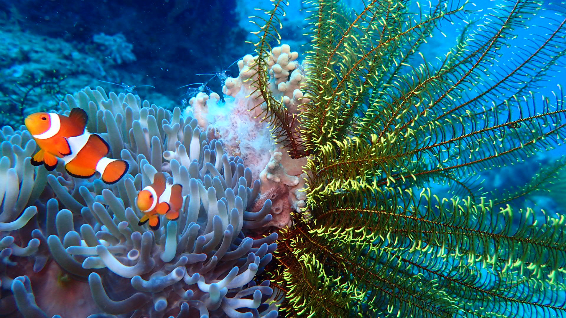 Sea Explorers Siquijor House Reef photo 11