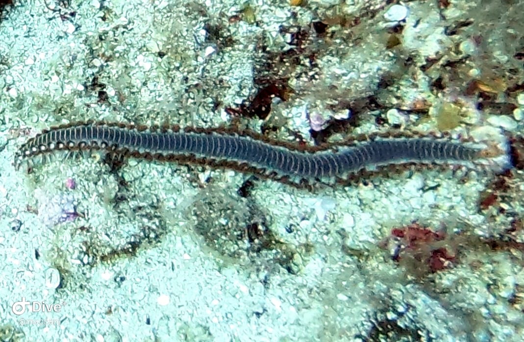 Troulos Reef photo 3