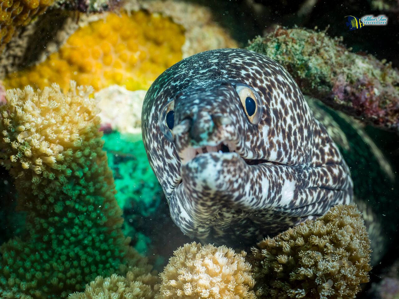 Viva Shallow, Guadalupe photo 3