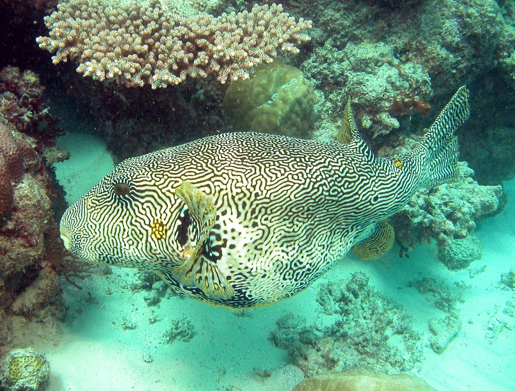 Petaj photo 17