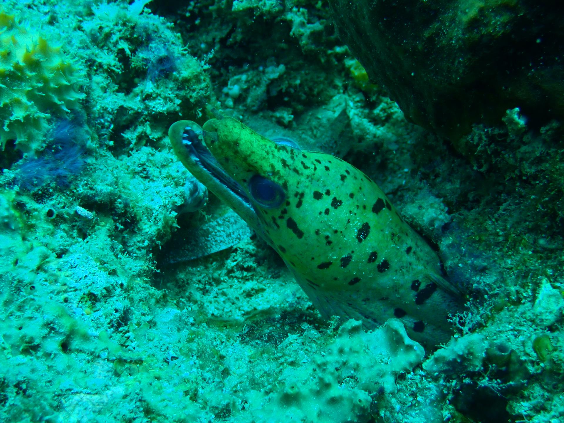 Batu Putih photo 2