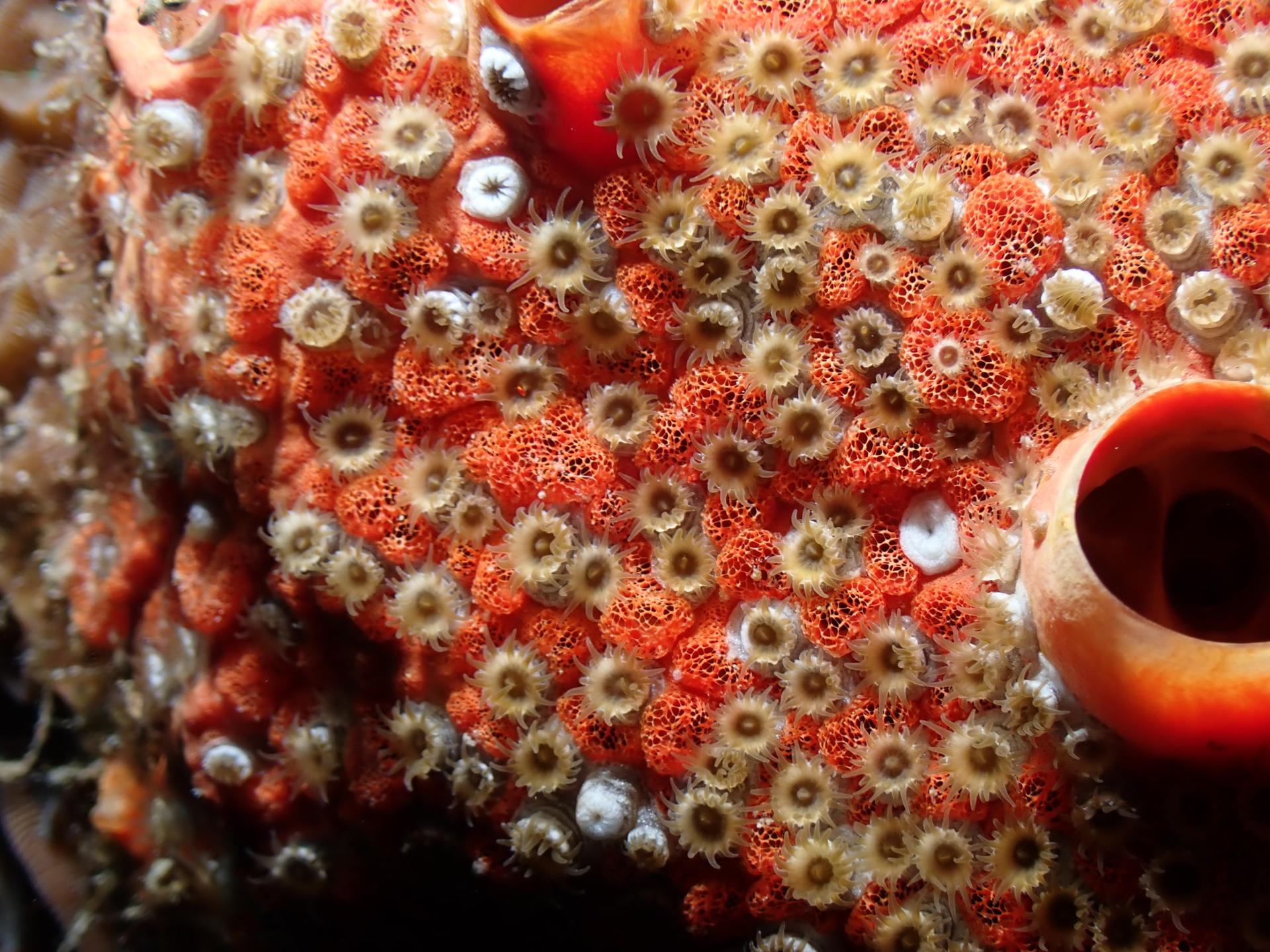 Melissa's Reef photo 3
