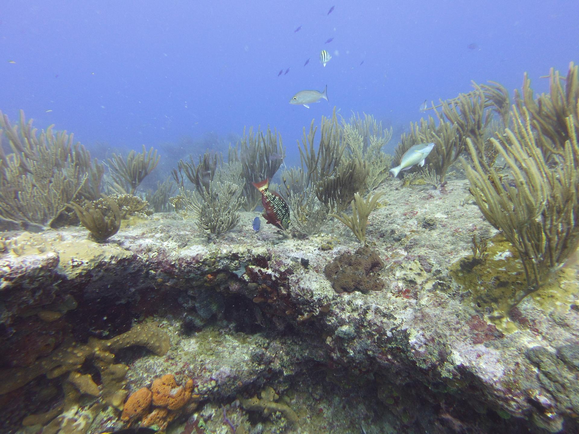 Tiegland/Cable Reef photo 3