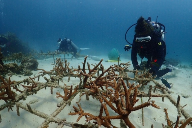 Ban's Artificial Reef photo 2