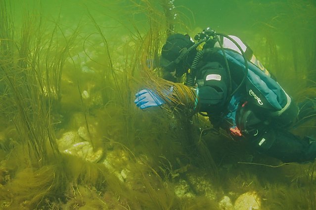 Birchy Head Dive Site photo 4