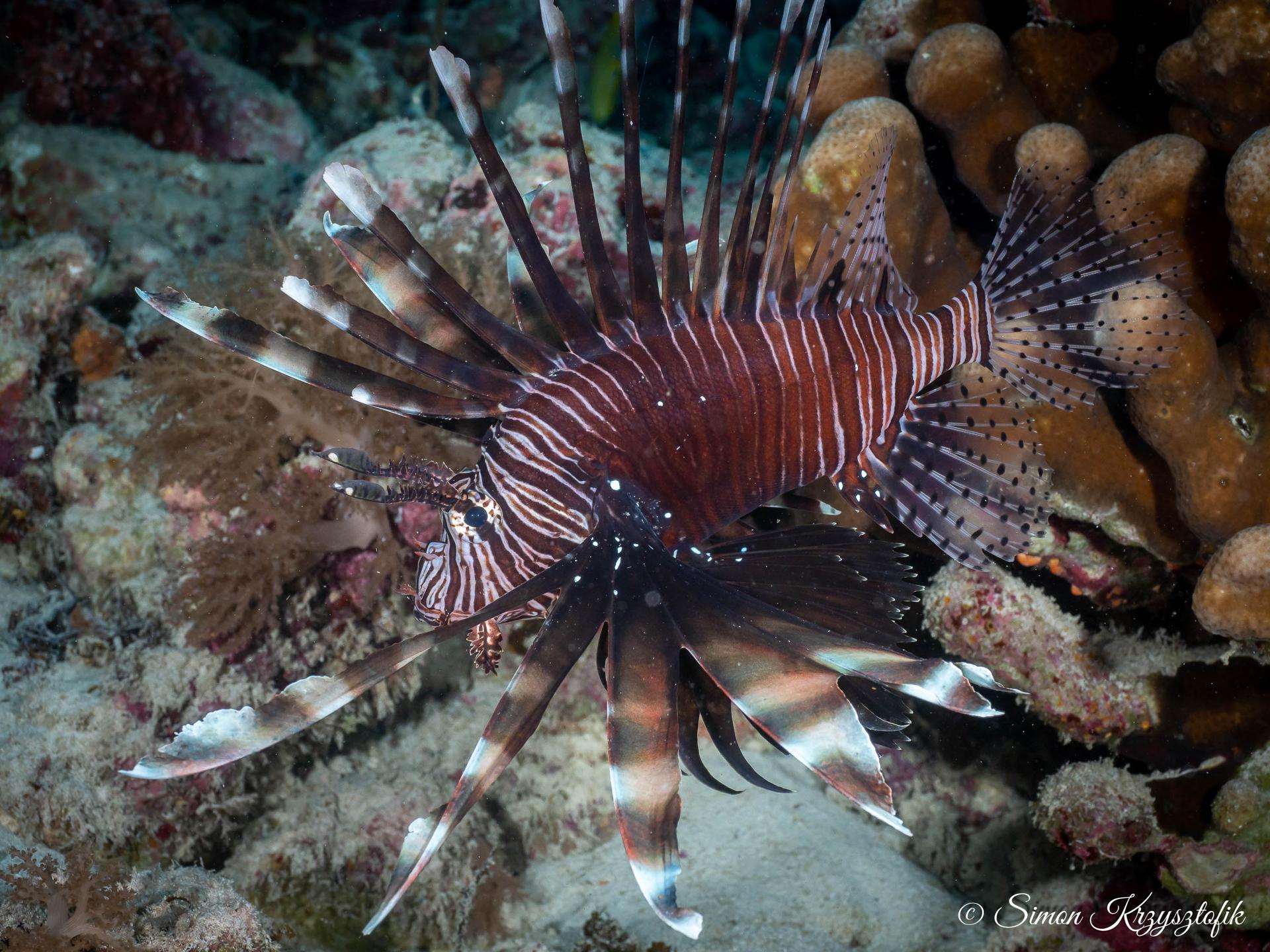 Pange Reef photo 2