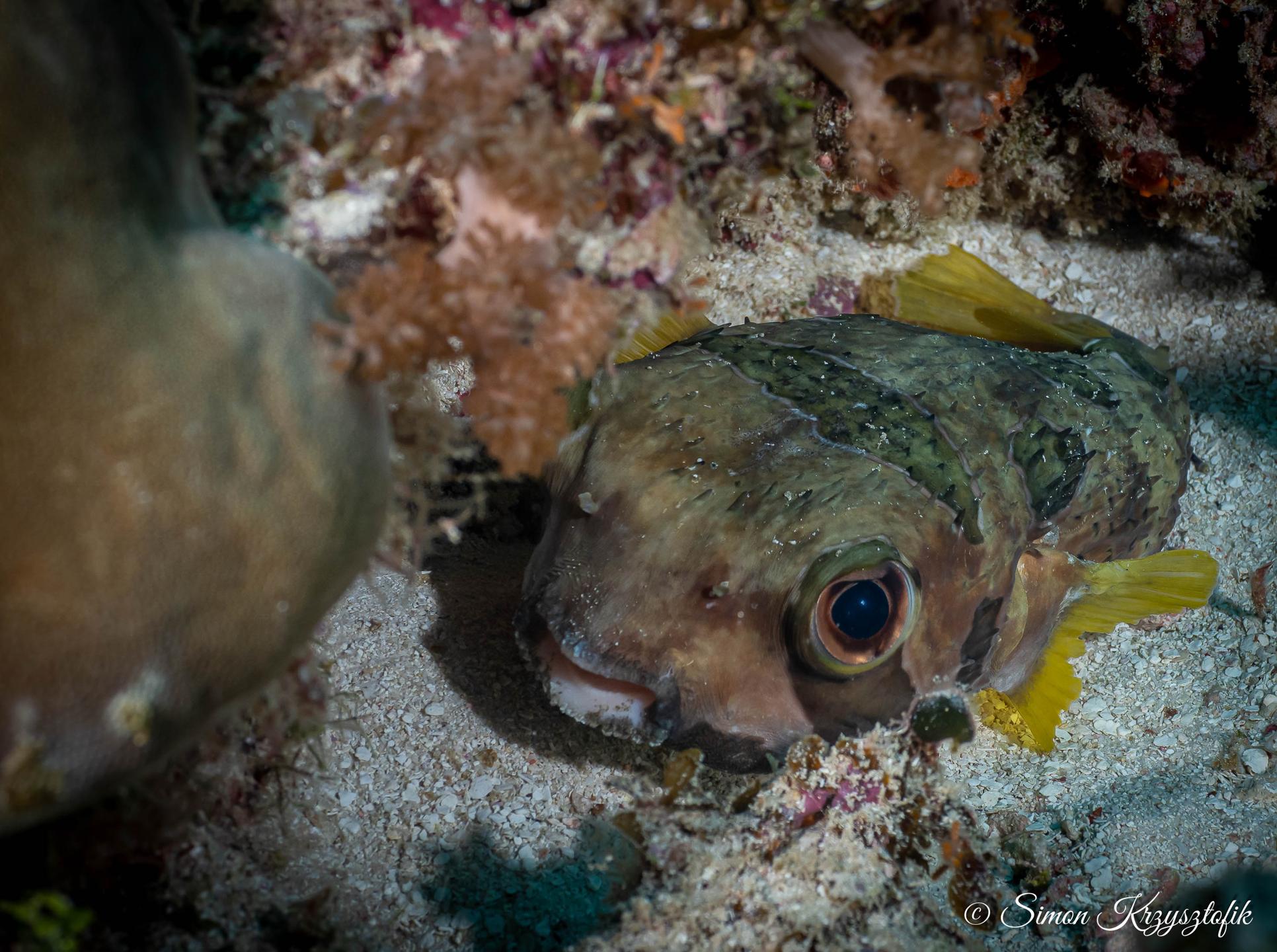 Pange Reef