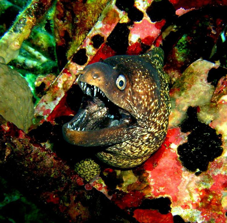 Akrotiri Fish Reserve photo 4