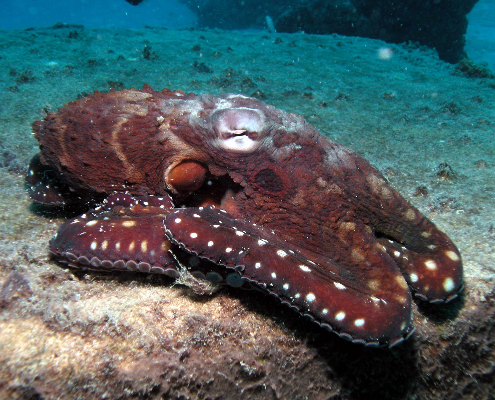 Flynn Reef photo 16