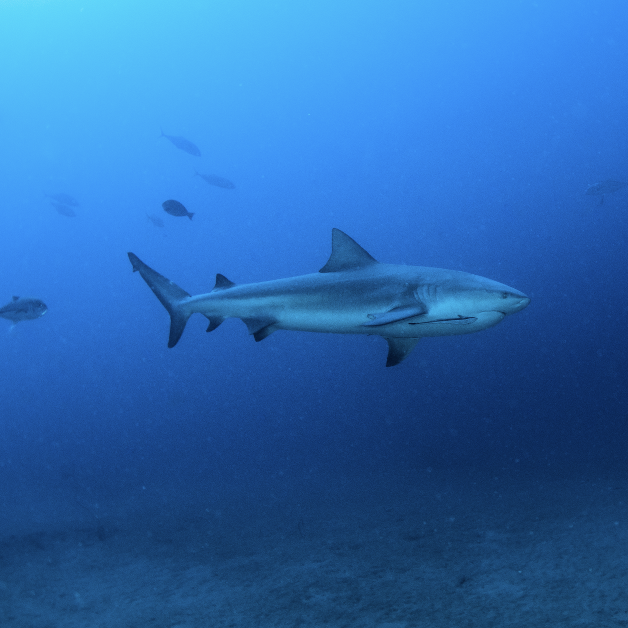 MARLIN PINNACLES