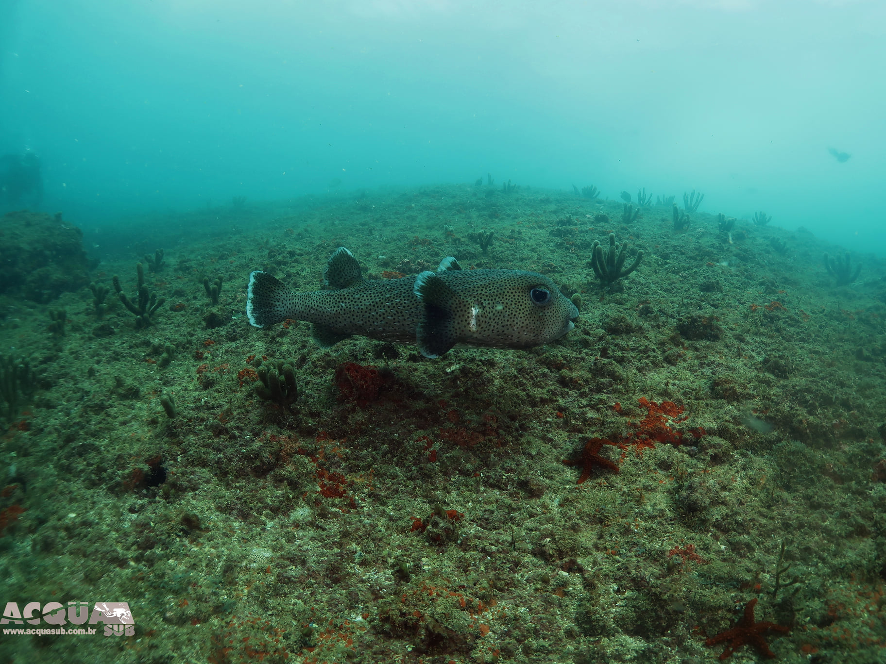 Ilhas Rasas (Shallow Islands) photo 2