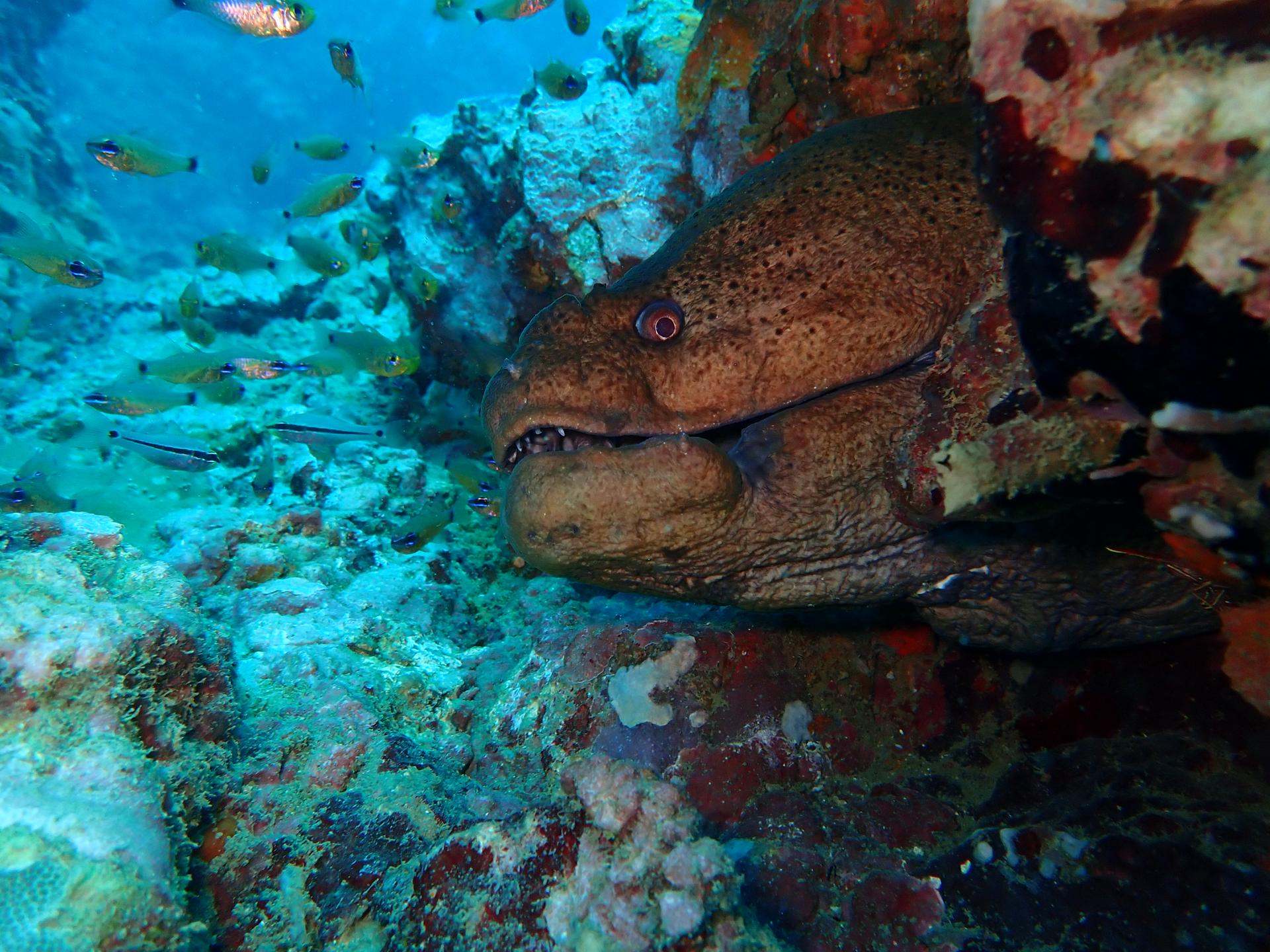 Middle Reef photo 2