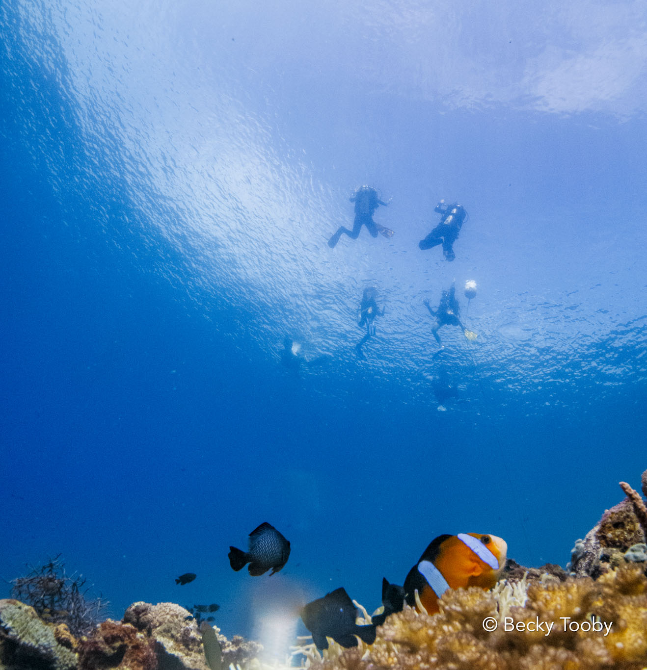Atmosphere House Reef