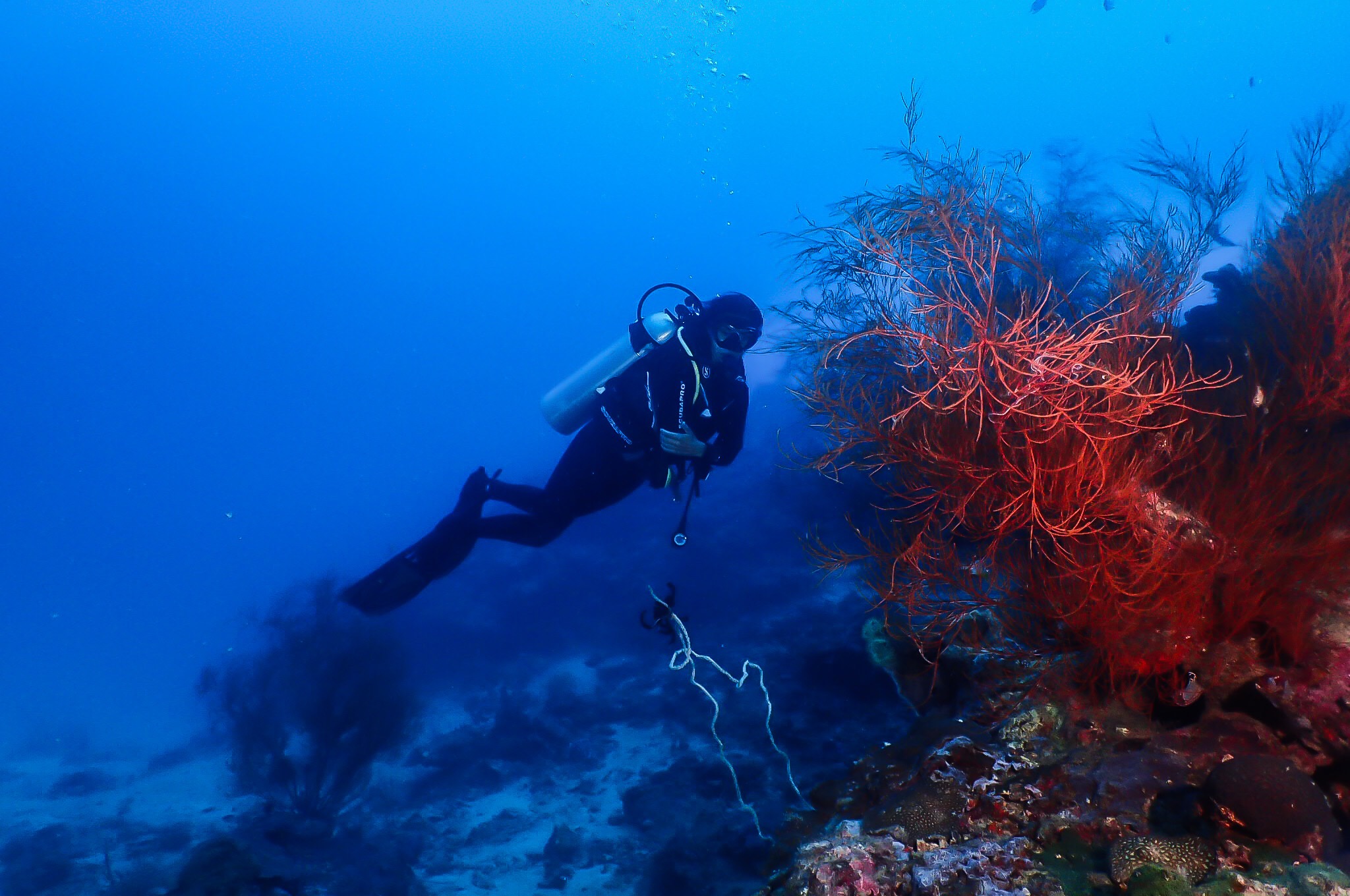 Popolcan West (Under Water Forrest) photo 7
