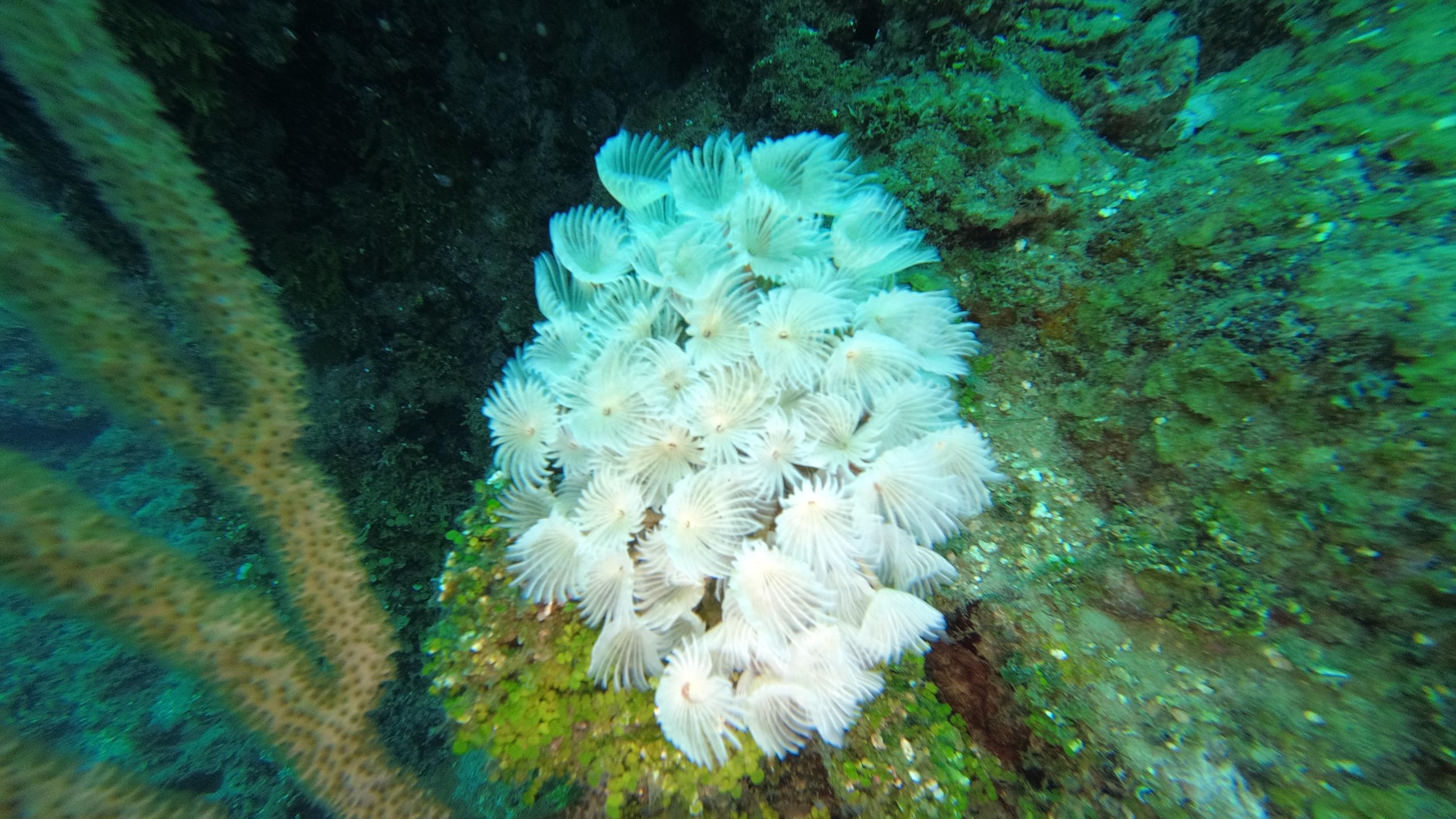 Pillar Coral photo 5