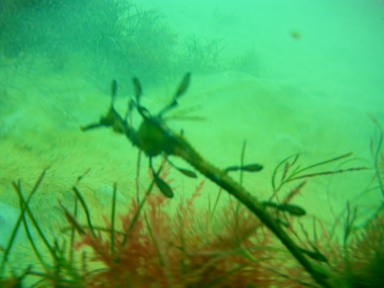 Lee Breakwater, Portland, Victoria, Australia photo 4
