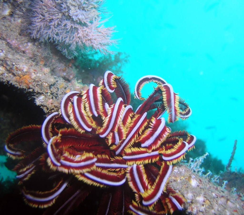 Australian Wreck photo 4