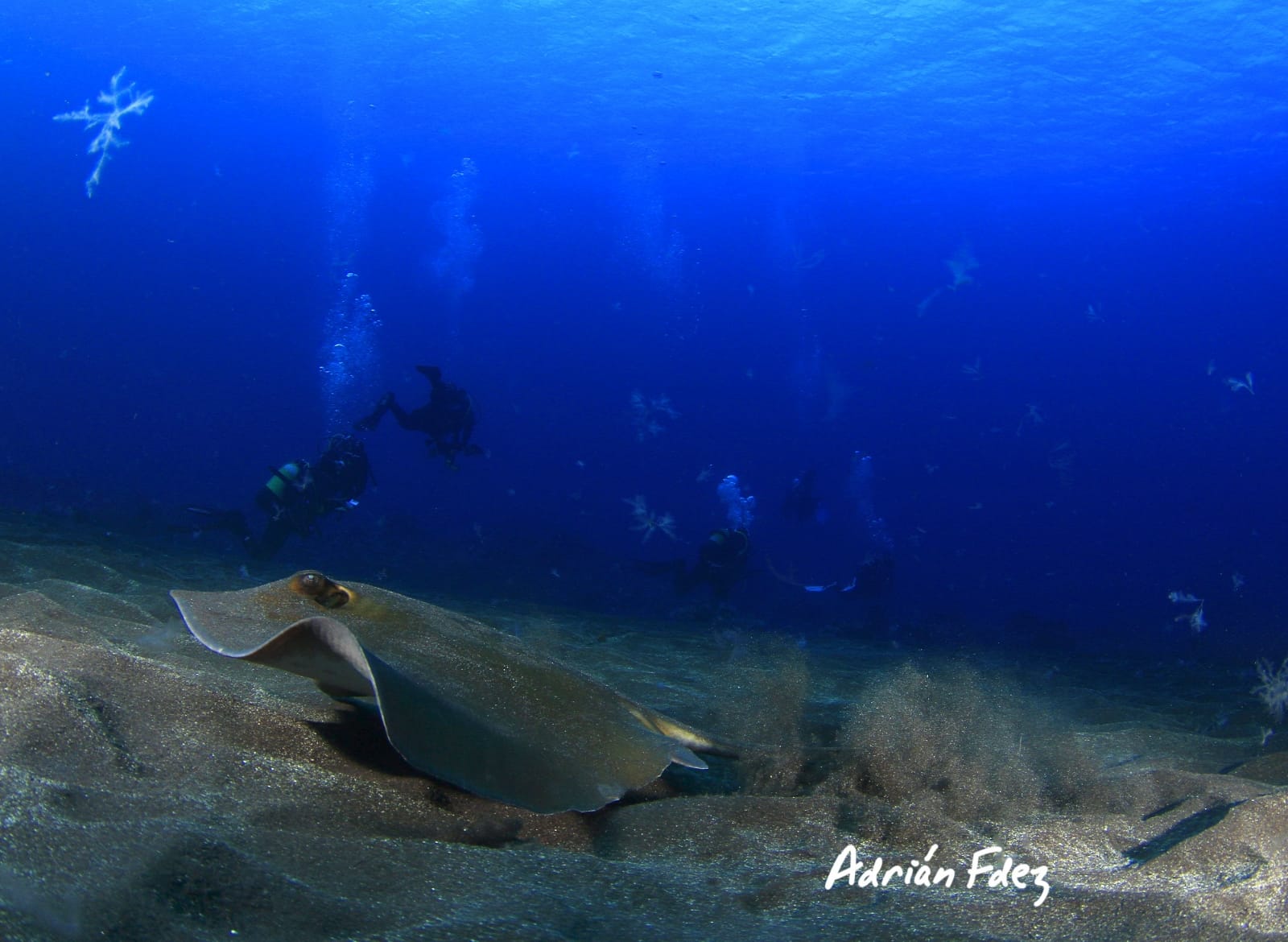 Baja Bocarones photo 6