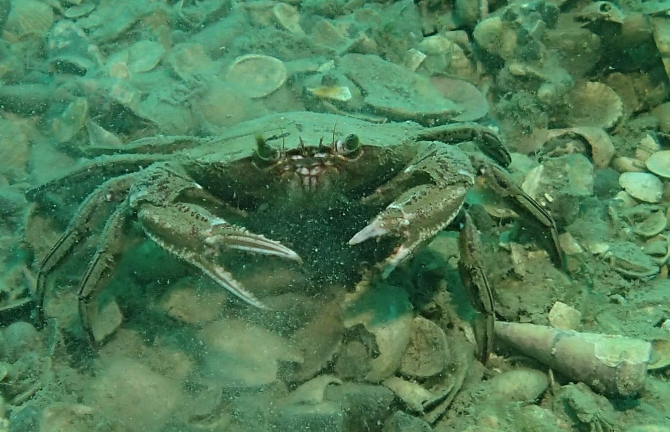 Mahanga Bay photo 3