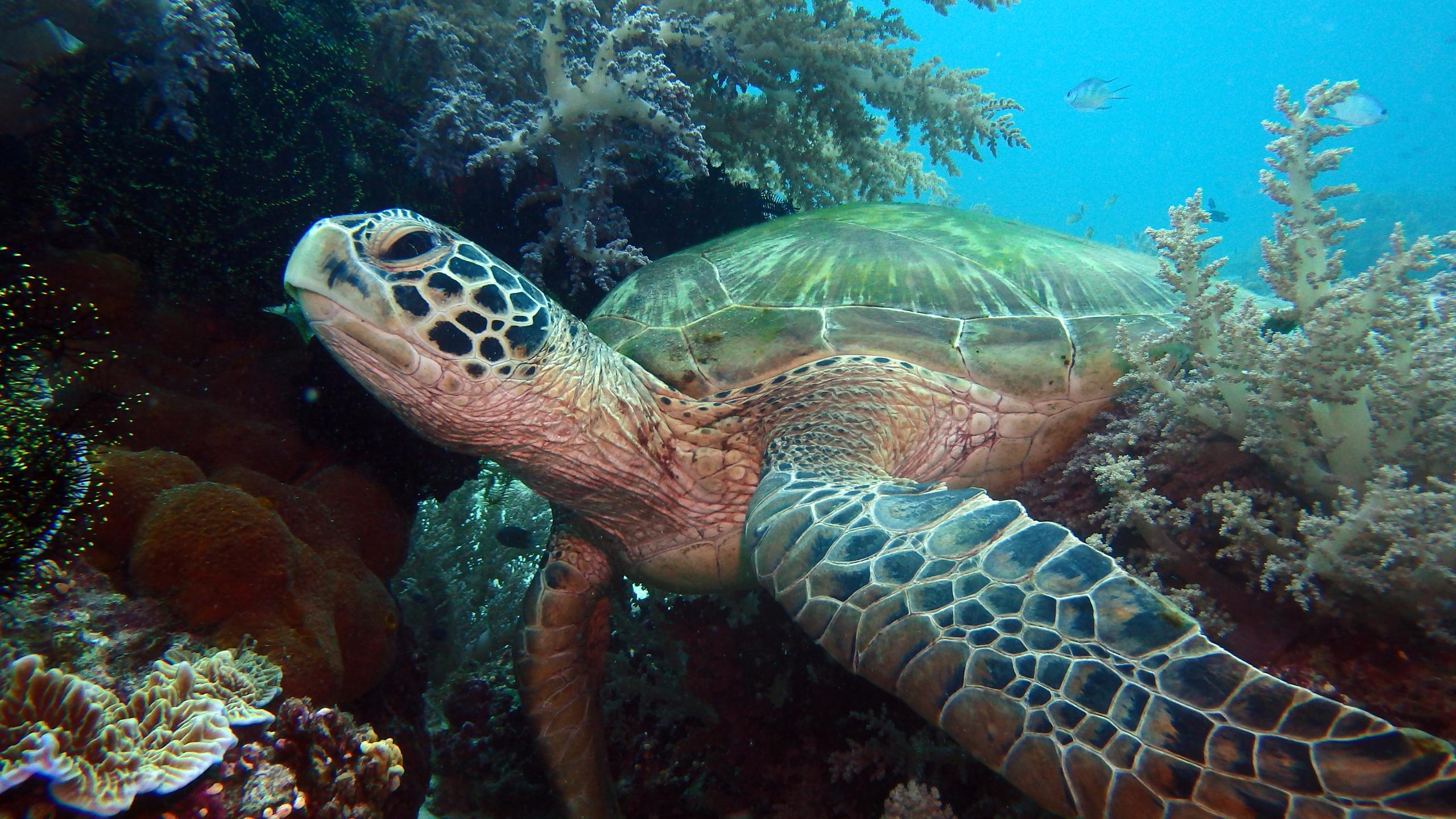 Sea Explorers Siquijor House Reef photo 12