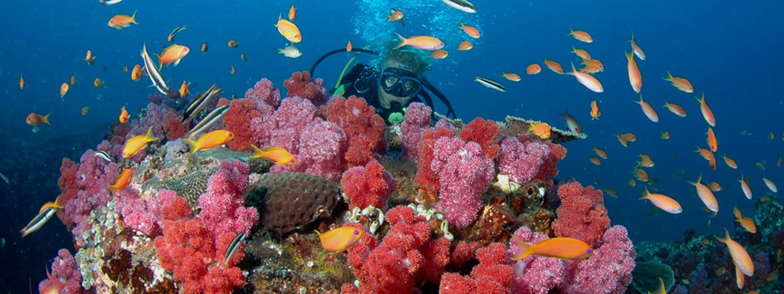 Coral Gardens