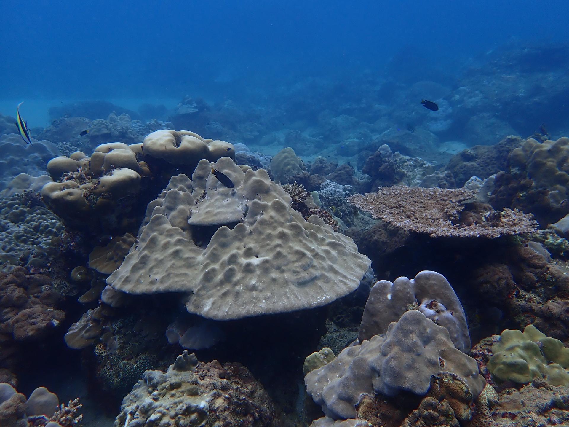Hospital Reef