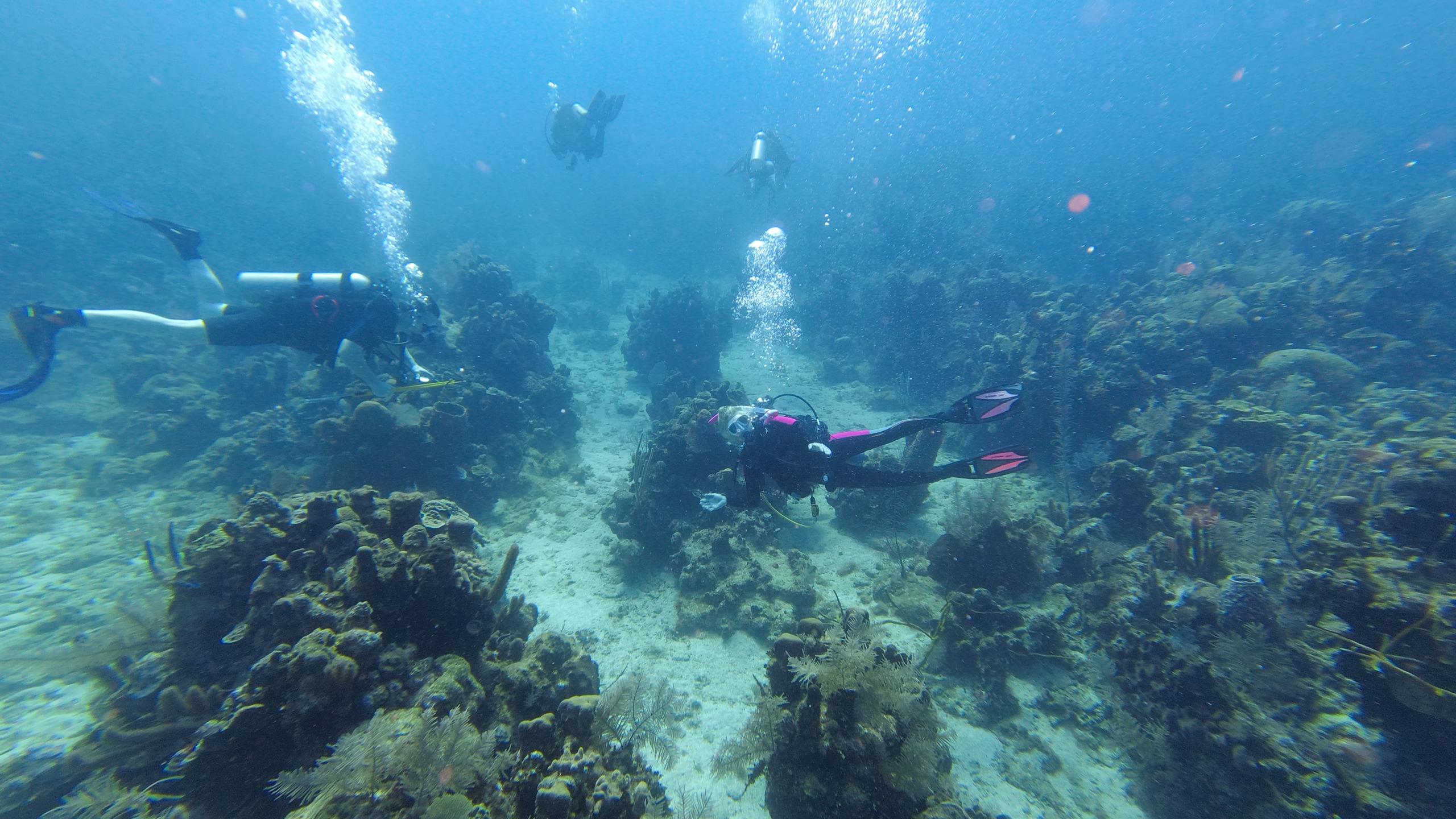 Melissa's Reef
