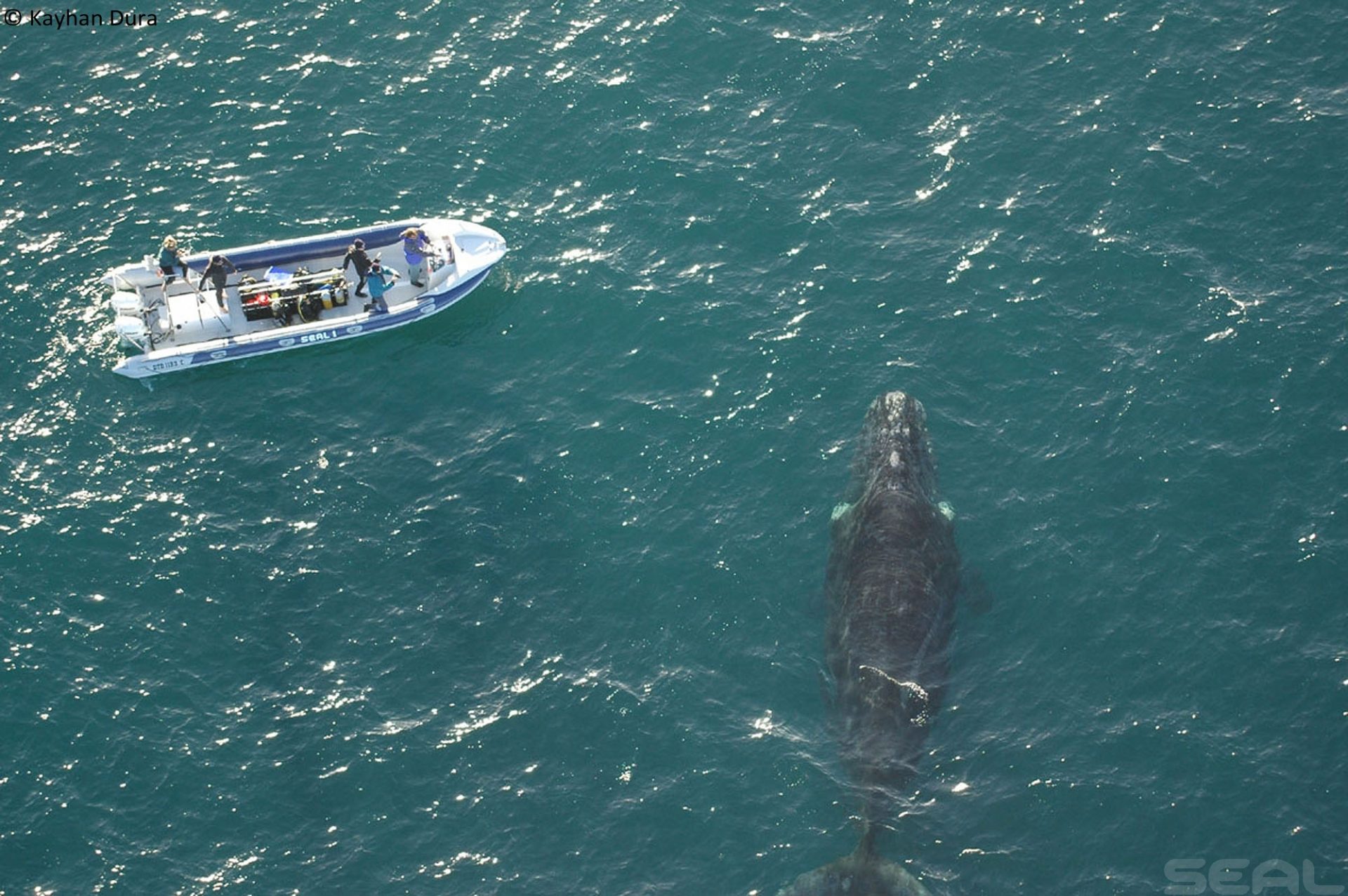 Sardine Run - Wild Coast South Africa photo 6