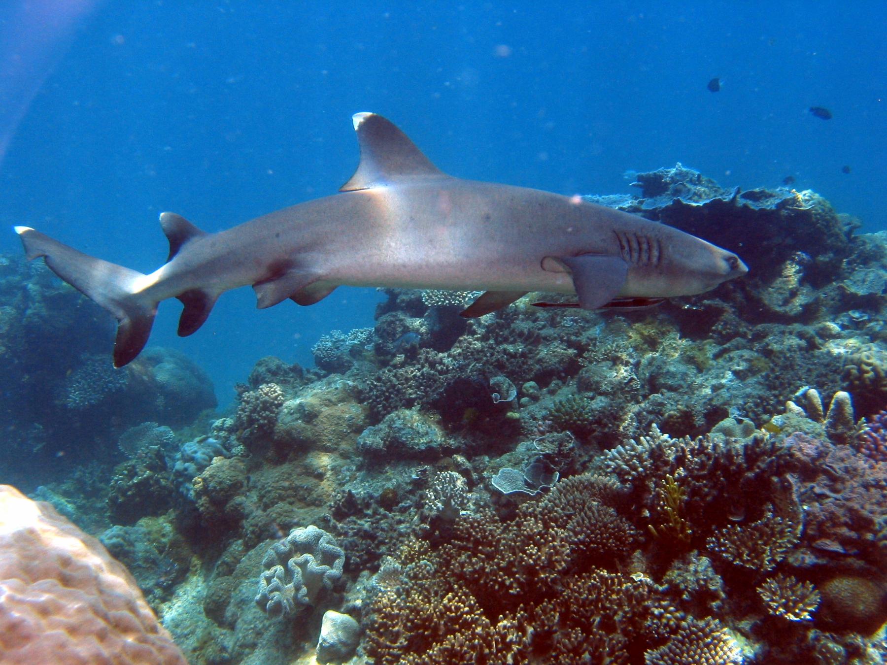 Ski Slopes