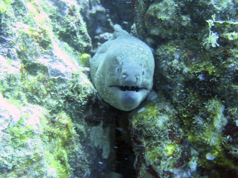 El Aquario