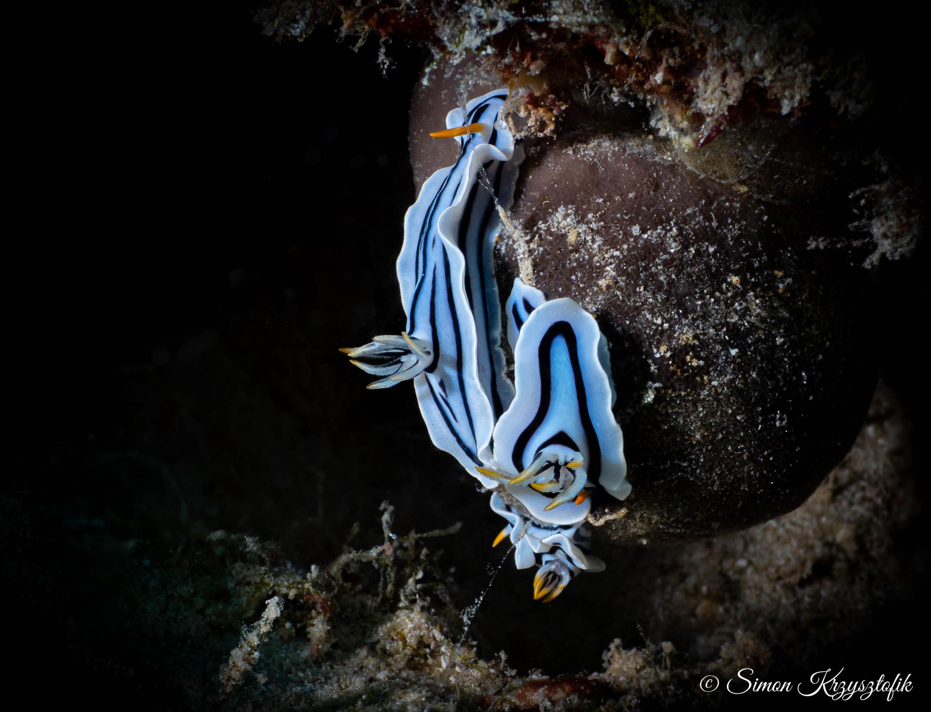 Aquarium photo 2