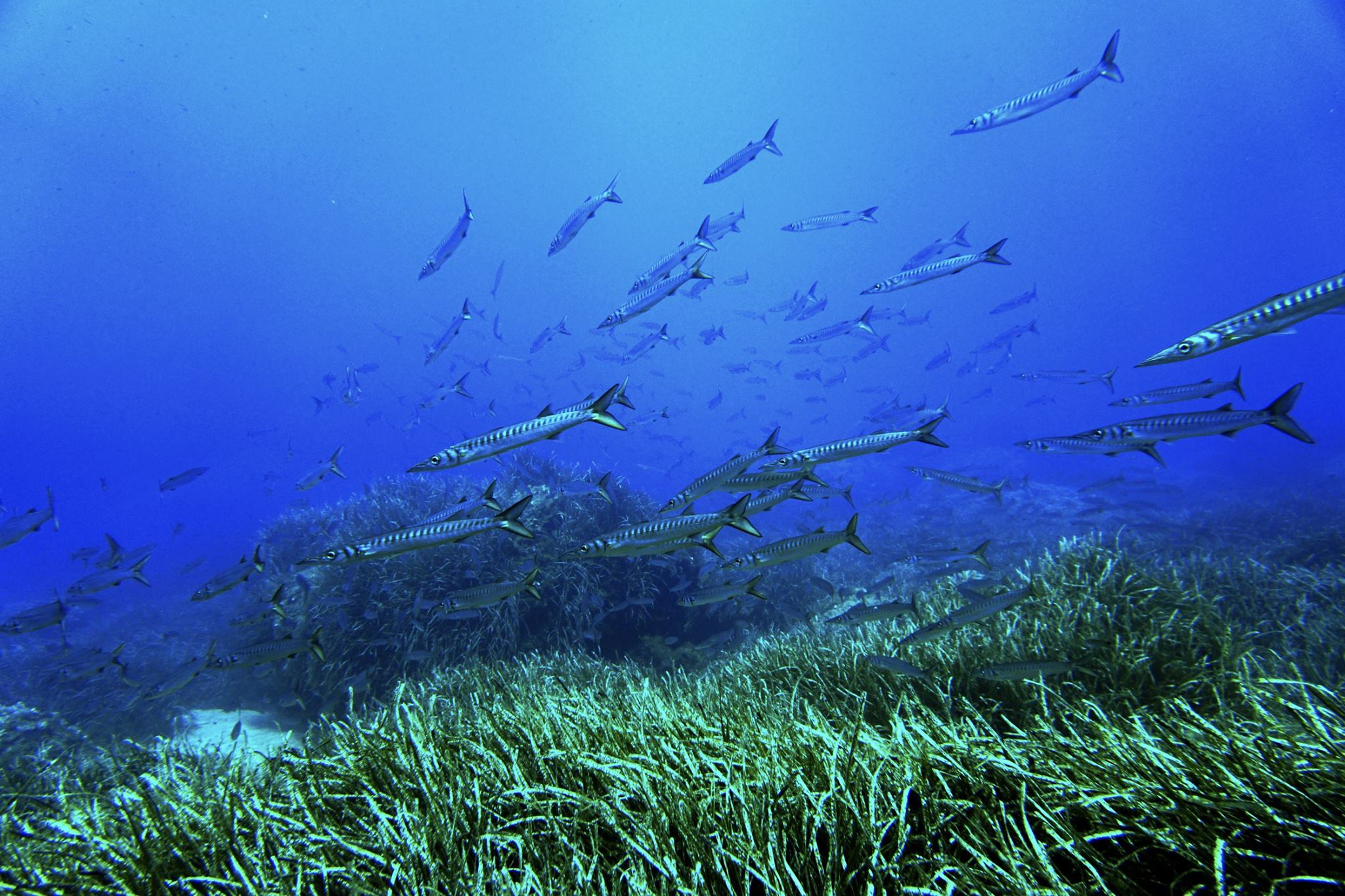 Punta del Bisbe
