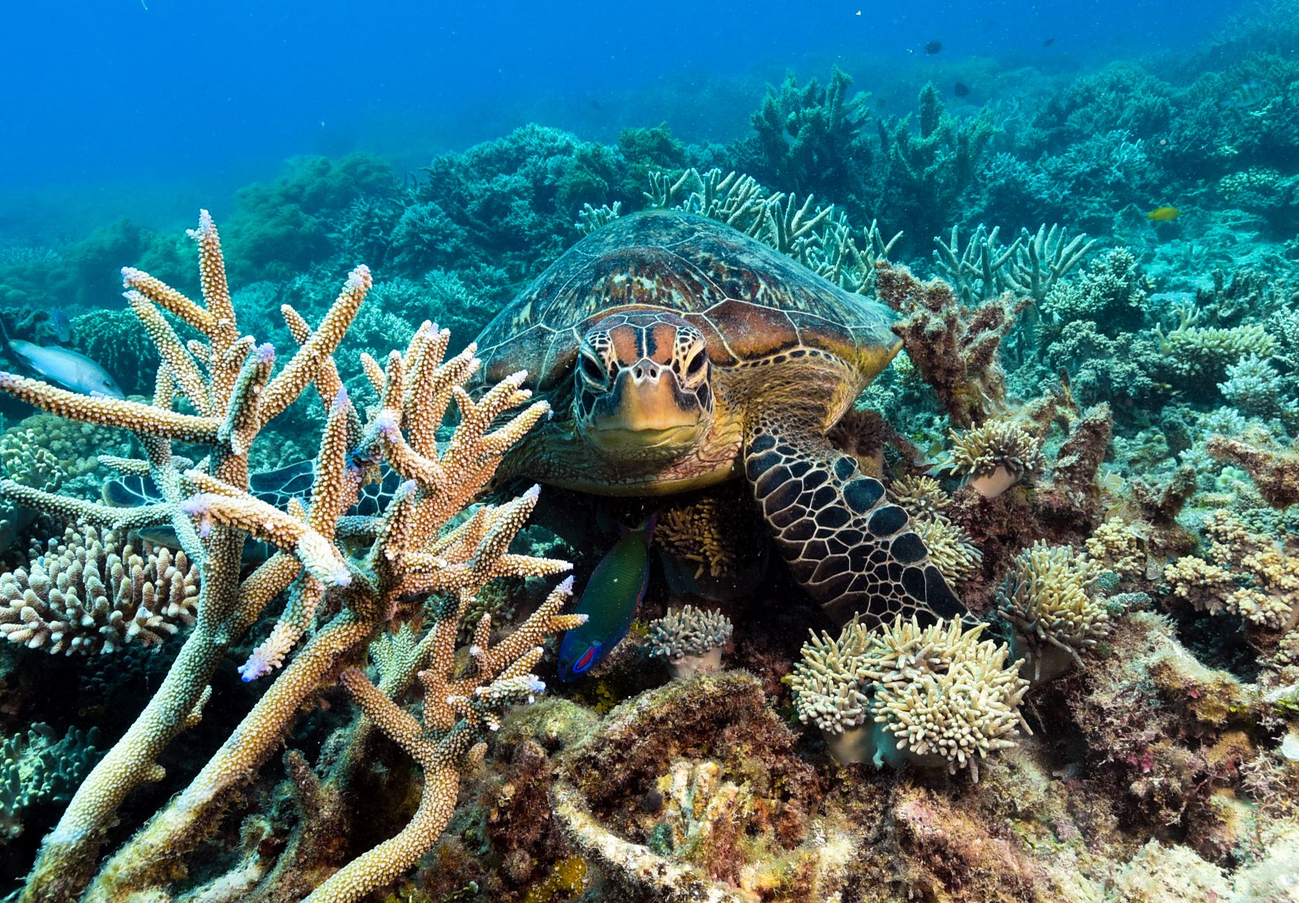 Moore Reef photo 5