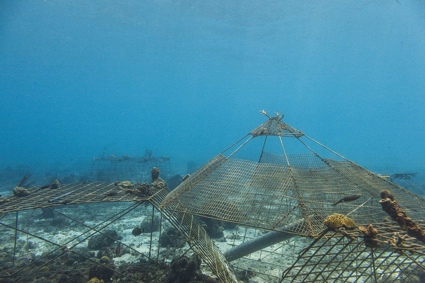 Sun Reef - Curacao Divers photo 4