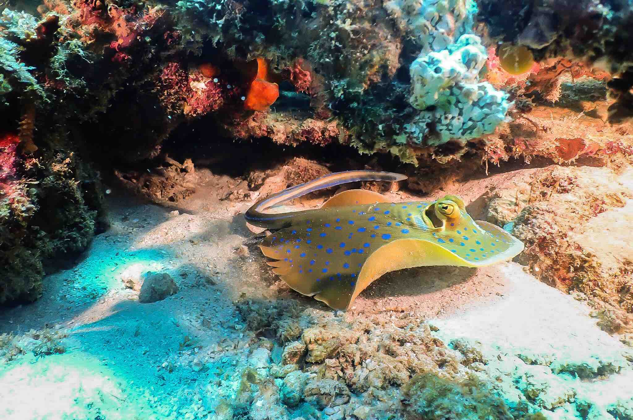 Popolcan West (Under Water Forrest) photo 3