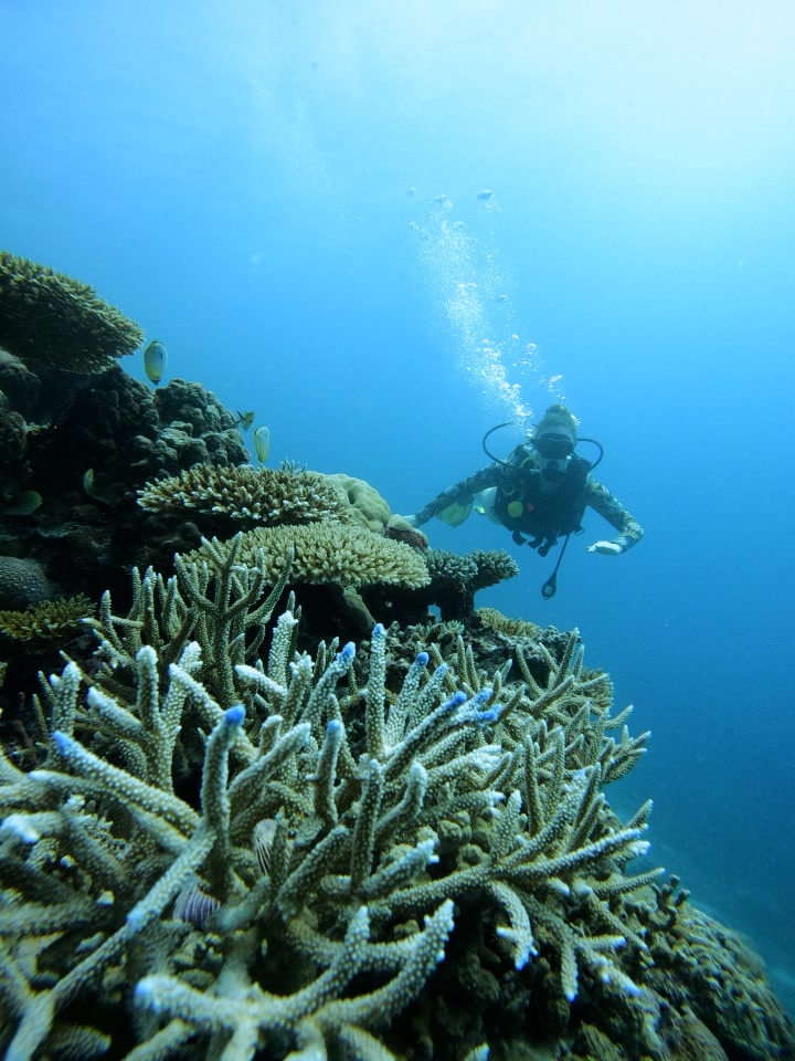Falhuma House Reef