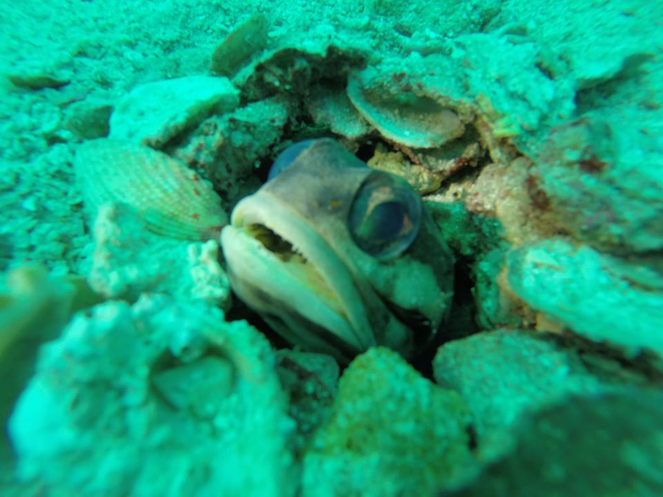 Dibba Island photo 3