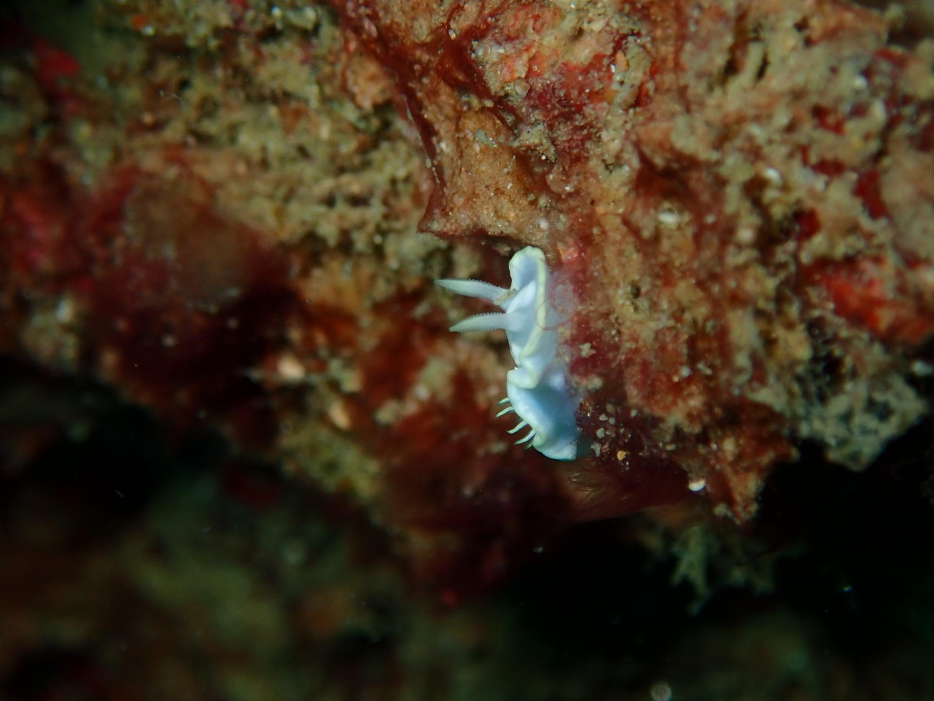 Middle Reef photo 6