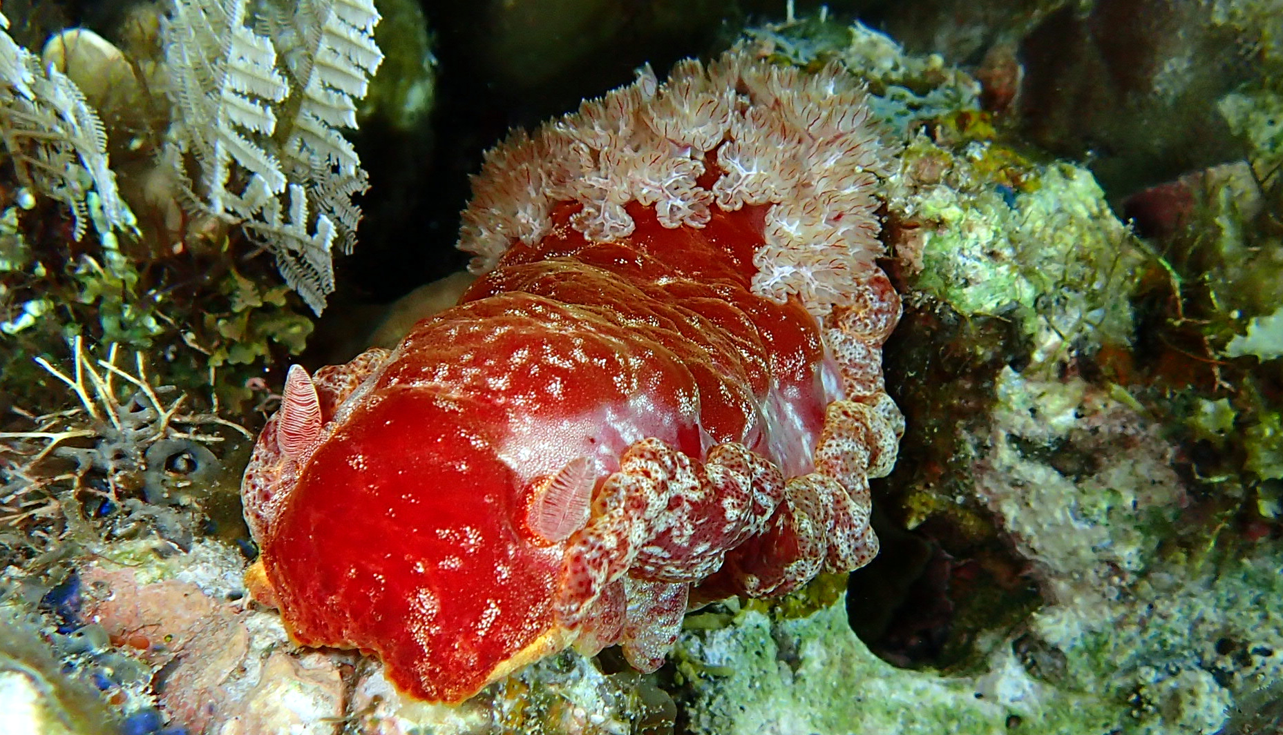 Sea Explorers Siquijor House Reef photo 19