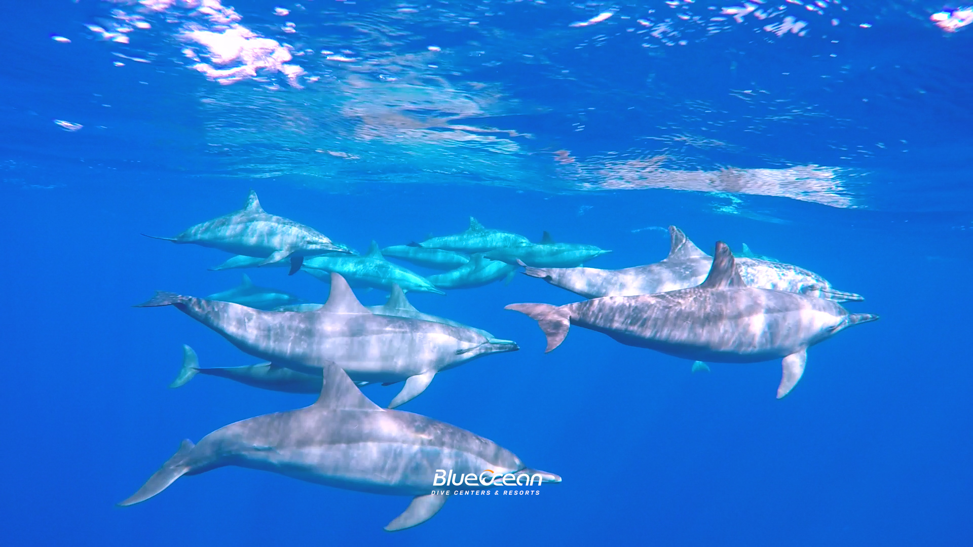 Shaab Samadai "Dolphin House" photo 3