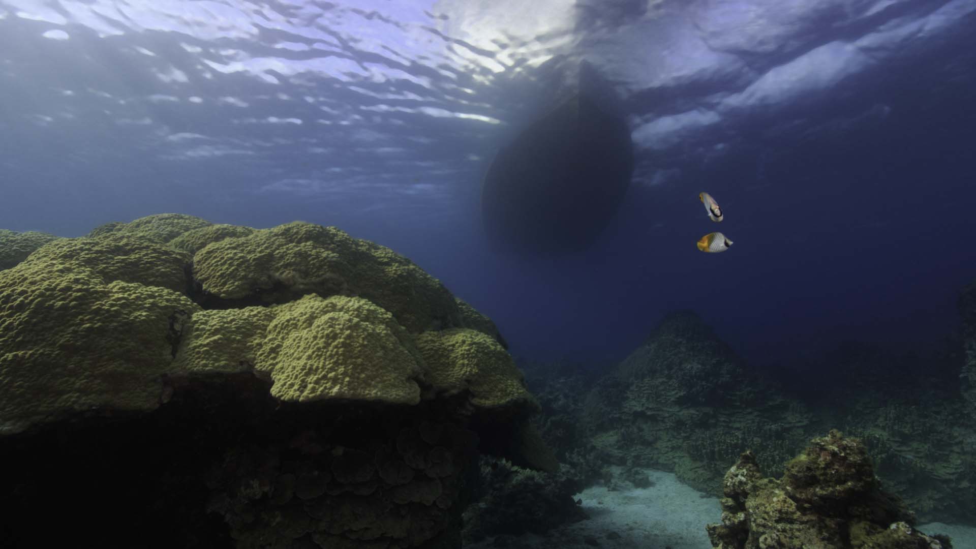 Coral Gardens