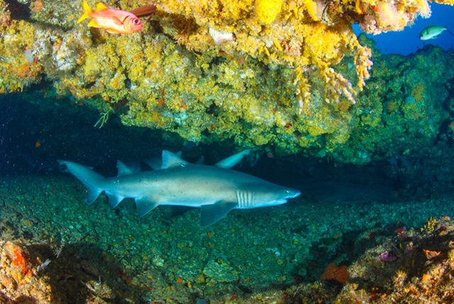 Protea Banks Northern Shark Caves photo 2