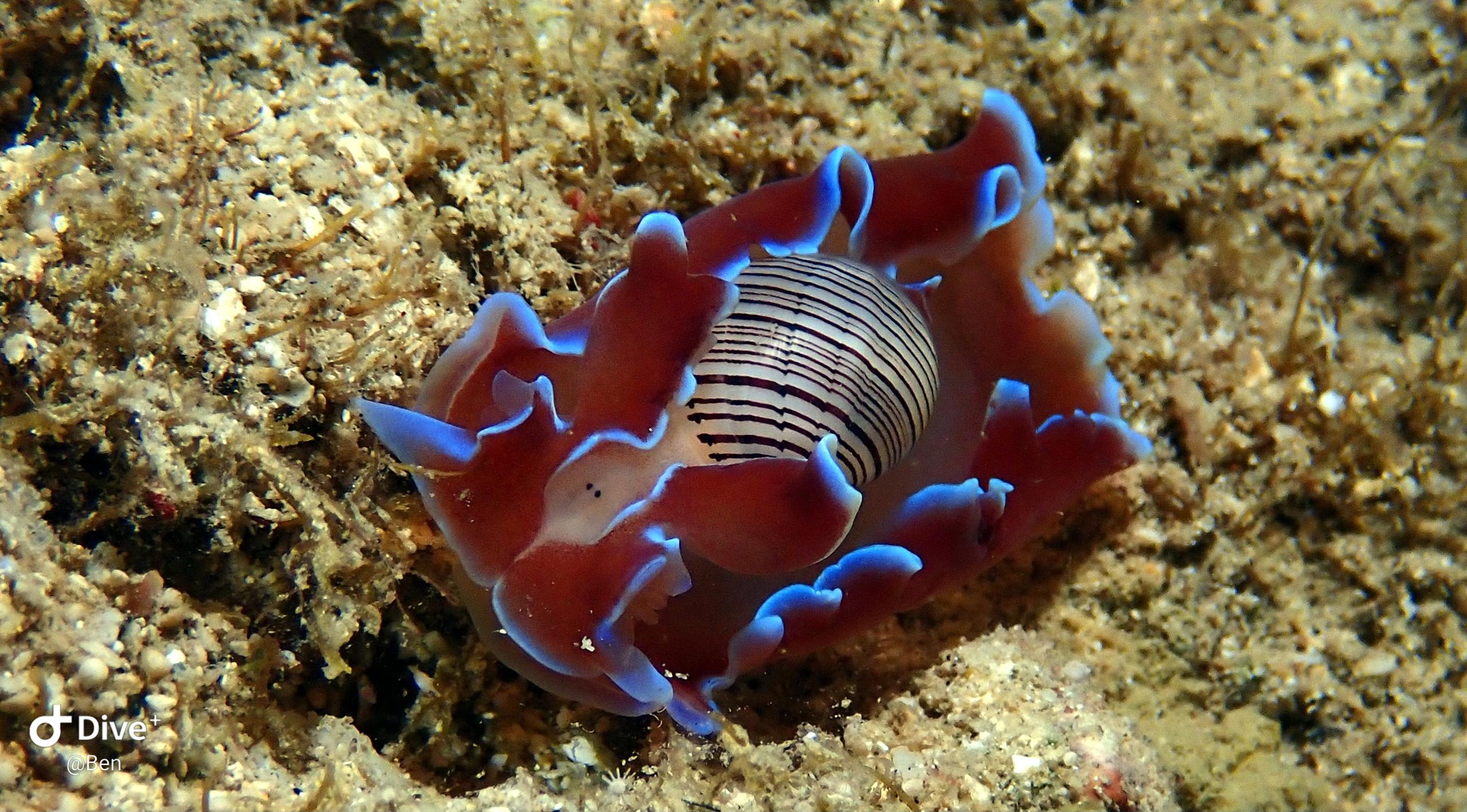 Sea Explorers Siquijor House Reef photo 2
